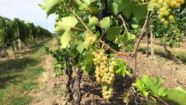 Vine trunk with ripe handsome white grape bunches against black purple vine grape bush growing in row in vineyard farm at windy and sunny day, view from close berries with green leaves to distance row