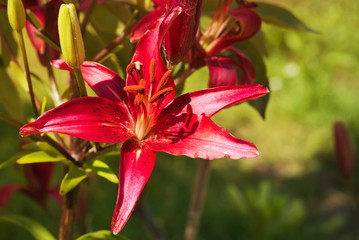 Red blooming lilies close-up