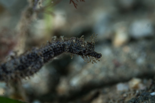 Pygmy Pipehorse Profile