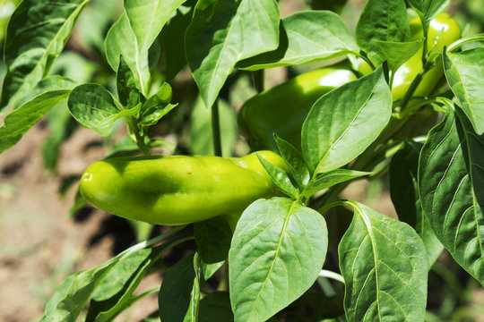 sweet Italian peppers ripening in the plant