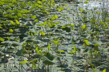 DeSota Wildlife Refuge
