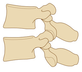 Anatomia vertebre lombari