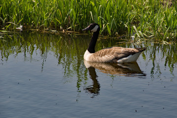 The Canada goose, Branta canadensis,  on the River Stort in Hertfordshire, patrolling to protect its young.