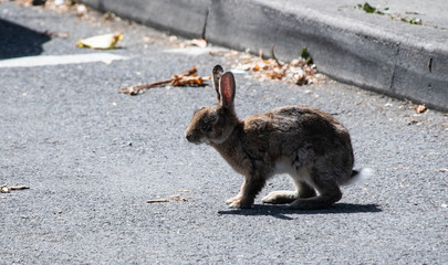 Wild Rabbit crossing © Roger Utting