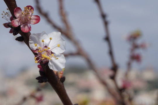 Kirschblüte Neapel