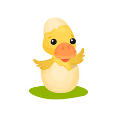 Cute little yellow duckling character hatching from egg vector Illustration on a white background