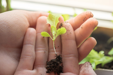 Hands of woman preparing to carefully plant seedlings of salad in fertile soil in bigger pot. Taking care and growth concept