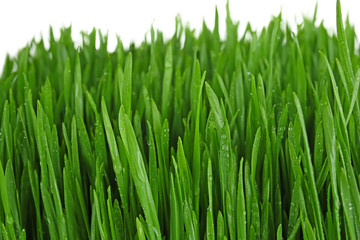 Fototapeta na wymiar Sprouted wheat grass with drops of water, closeup