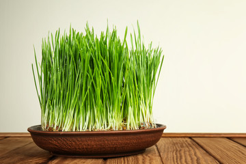 Dish with sprouted wheat grass on table against white background