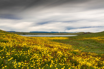 Yellow Meadow under a moody sky