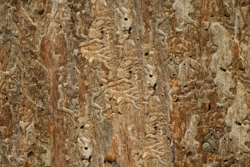texture of the bark of the tree