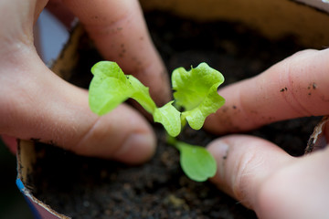 Two hands of woman carefully planting seedlings of salad in fertile soil in bigger pot. Taking care...