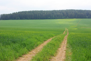 A dirt road in the field