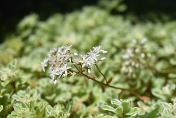 多肉植物　セダム　白花（77）
