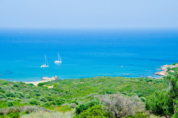 mare