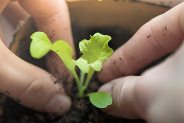 Two hands of woman carefully planting seedlings of salad in fertile soil in bigger pot. Taking care...