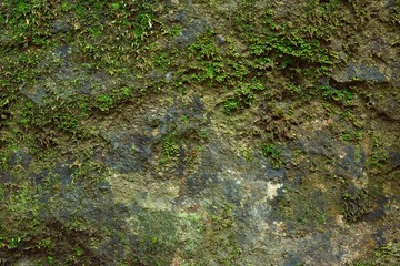 green moss texture in nature