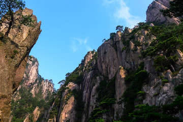 pine tree grow out of a crack in the Mountain in Huangshan,China