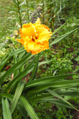 Hemerocallis yellow blooms in the garden on a summer day. A beautiful garden flower.