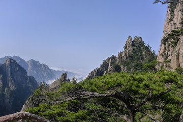 Lush and Green Pine Trees in the Mountains in Huangshan,China