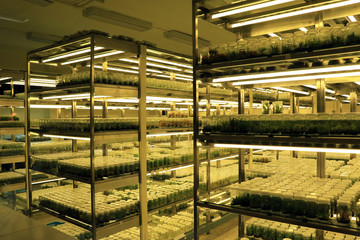 Plant tissue culture collection shelves in tissue culture room laboratory. Techniques used to maintain or grow plant cells.