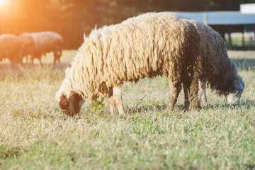 Sheep and lamb on green meadow background. Fragment of a farm animal on a green background with limited depth of field.