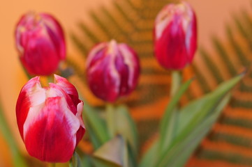Naklejka premium bouquet de tulipes rouges avec feuille de fougère en arrière plan et fond orange