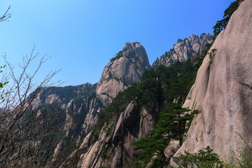 Fototapeta na wymiar Pine Trees in a High Mountain in Huangshan,China
