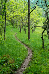 path in the forest in spring on the Appalachian Trail