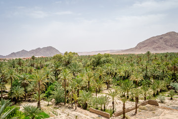 Fototapeta na wymiar Desert of figuig