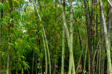 Obraz na płótnie Canvas Forest of bamboo, green and black stalks - Florida, USA