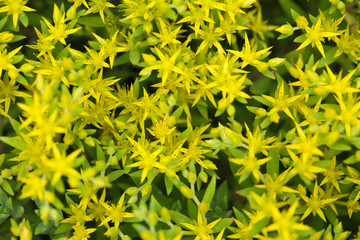 Yellow Flowers Background