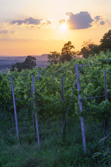 Weinreben in Winnenden