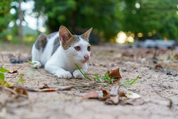 Cat playing outside at sunset time.