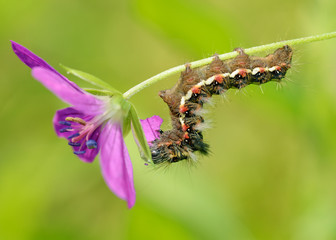 Beautiful caterpillar crawling on a twig.