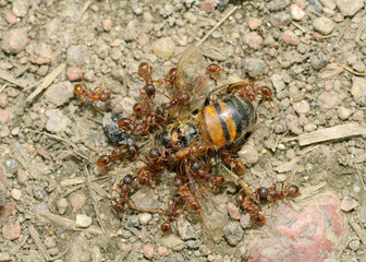 Ants drag their prey.