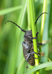 Black beetle with long mustache.