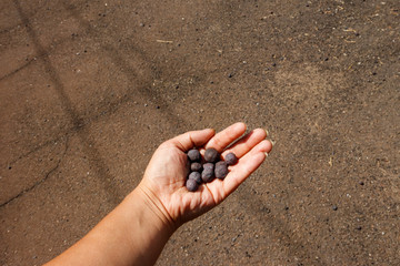 Iron ore taconite pellets in human hand
