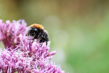 Hummel 03