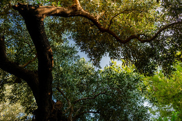 Green tree leaves, with brown branches, looking up to the sky, with the sun shining