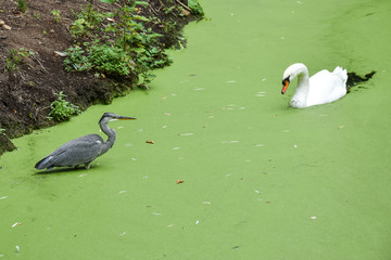 Fischreiher und Schwan 05