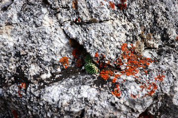 Old rock with gold moss