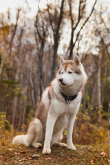 Portrait of Beige Siberian husky dog is sitting on the hill in the fall forest