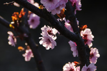A Close-up of Chinese Small Pink Flowers on the Tree