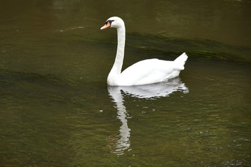 Schwan 04