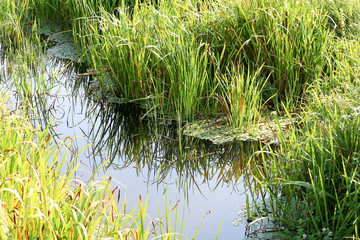 Small river or brook or lake with green water plants