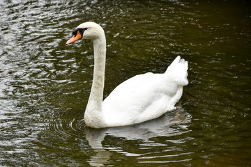 Schwan 03