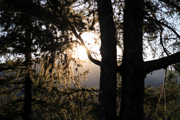 Fototapeta na wymiar pines in the rays of the sunset