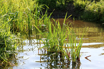 Small river or brook or lake with green water plants