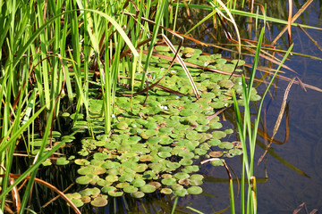 Small river or brook or lake with green water plants